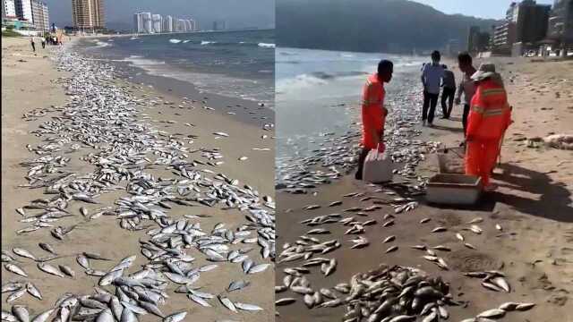 广东惠州海滩现成片死鱼居民称每年都有 当地农业局:正调查