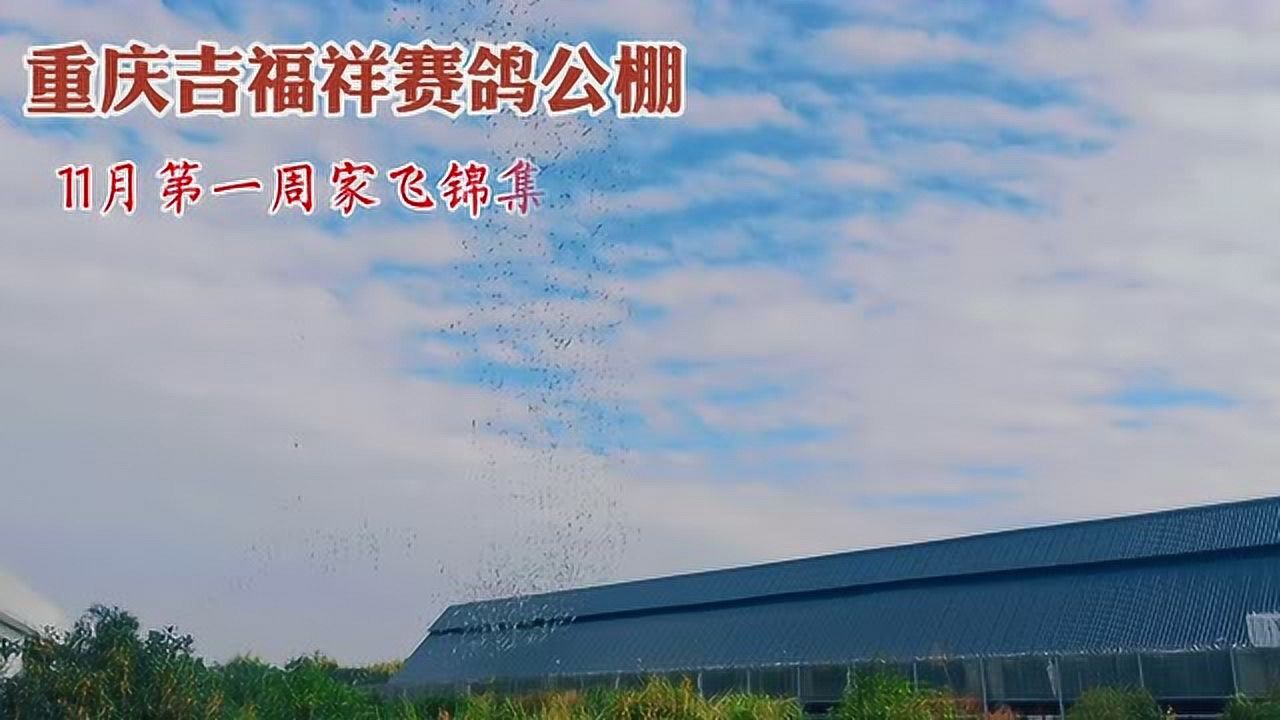 重庆吉福祥赛鸽公棚11-5