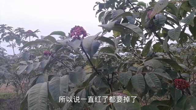 太惨了!800万就这样泡汤了,1000亩药材全部烂地里没人要