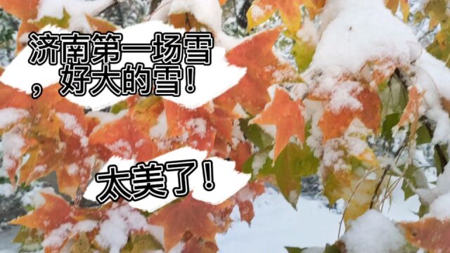 今天济南下雪了,大雪纷飞,好美!