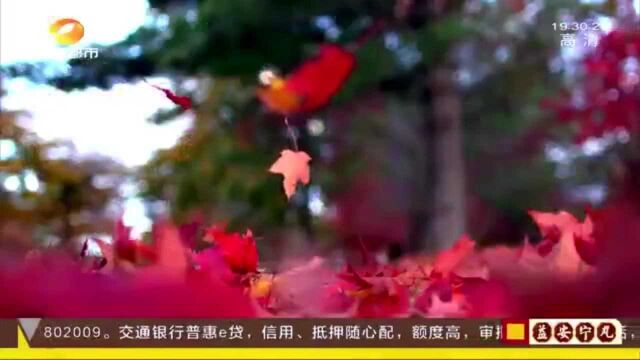 冬日美景!新宁崀山丹霞云海美如画 芷江和平湖沿岸“枫”景迷人!