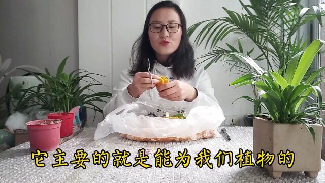 橘子皮的妙用,留着自制2种不同有机花肥,不臭养分足制作简单