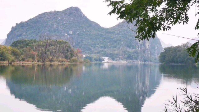 桂林:漓江净瓶山,斗鸡山水域难得一见的红叶白鹭景观