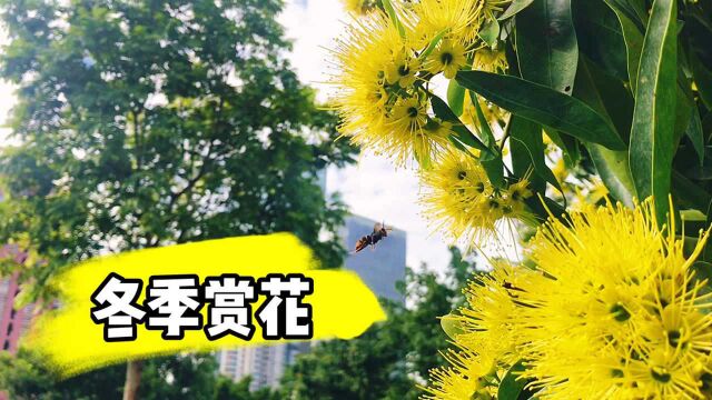 深圳冬季鲜花盛开,大家知道这是什么花吗