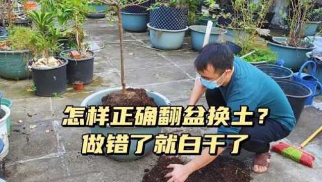 怎样正确的翻盆换土?这些窍门要早知道,做错了就白干了