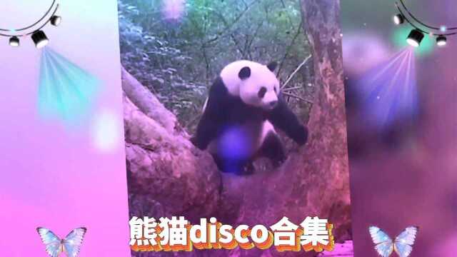 熊猫disco合集,一起摇摆吧!