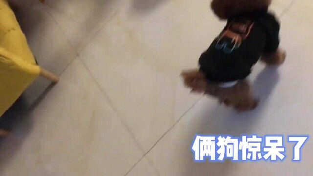 比熊大战小跳蛙,色厉内荏怂到家,企图叫声压倒敌人,丢狗不