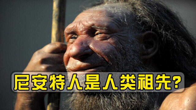 尼安德特人的血型和我们一样?尼安德特人或是人类分支祖先?