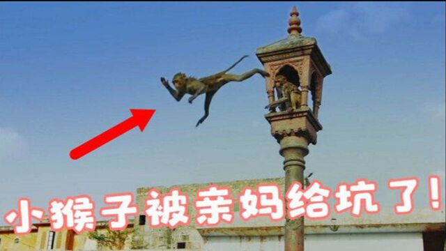 小猴子高台跳水,正当它胆怯不敢跳,背后突然伸出“神来之手”!