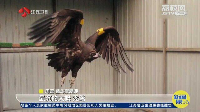 猛禽救助师:一人分饰多角感情理性 从事9年救助2000多只猛禽