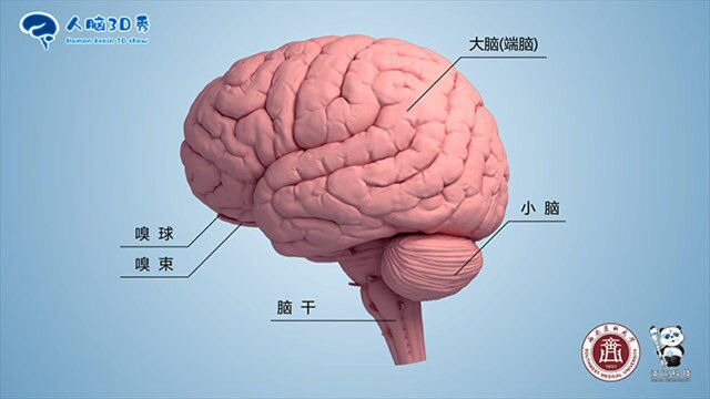 脑科普人脑3D秀,朋友们快来看看神秘的大脑内部世界吧!