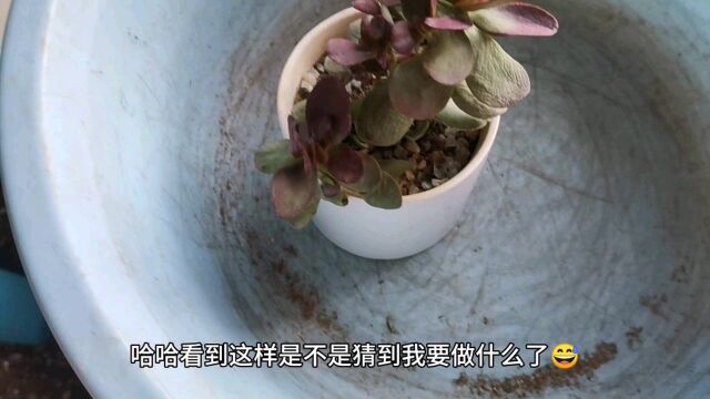 多肉就是要折腾