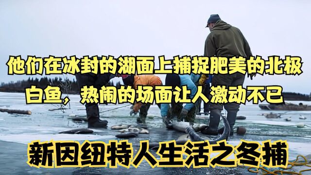 他们在冰封的湖面上捕捉肥美的北极白鱼,热闹的场面让人激动不已