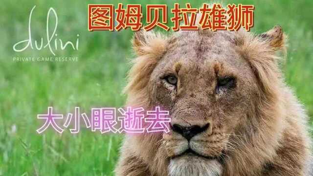 图姆贝拉雄狮,一个年轻的生命,还没来得及绽放,就这样悄然滑落