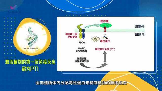 你知道植物的“免疫系统”有多拼吗?抗病菌也要“双保险”