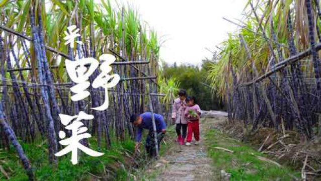 农村田里到处是野菜,搭配鸡肉煮火锅味道一流,5种你吃过几种?