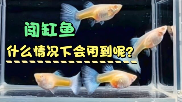 啥是闯缸鱼?养观赏鱼有没有必要放闯缸鱼?可根据两种情况来决定#观赏鱼 #投稿打卡挑战活动 #萌新UP #千万流量补贴计划