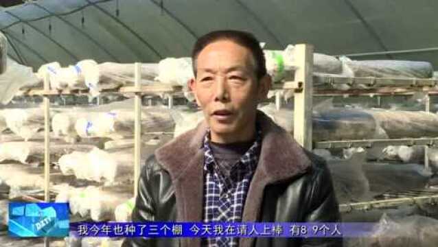 【新春走基层】浣溪村菇农上棒忙