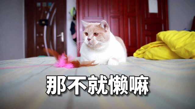 逗猫棒的正确玩法,99%的猫都搞错了!