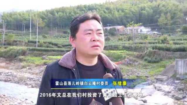 市人大代表文亮:发展霍山黄茶 引领乡村振兴