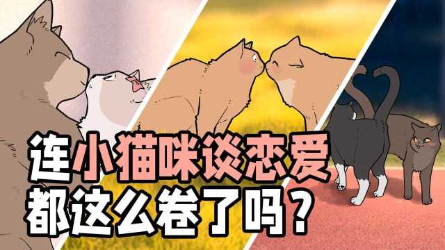 甜死我啦!连小猫咪谈恋爱都这么卷了吗?