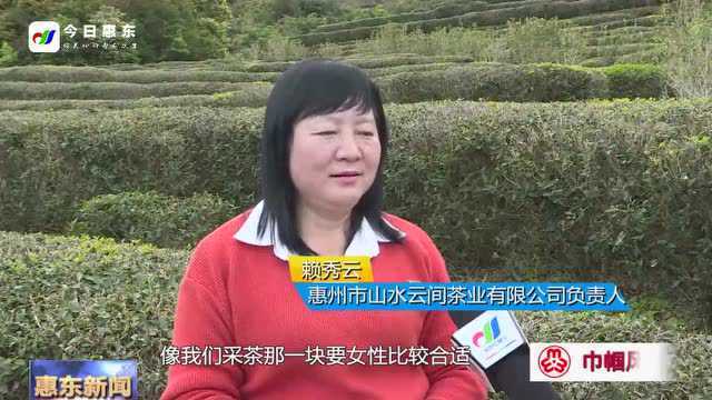 乡村振兴路上茶香飘 横坑“巾帼”绽芳华