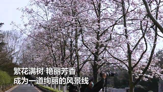 雨花台 | 玉兰花开报春来