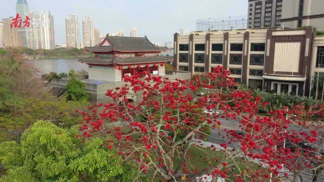 视频|又是一年木棉红,南粤惠州春意浓