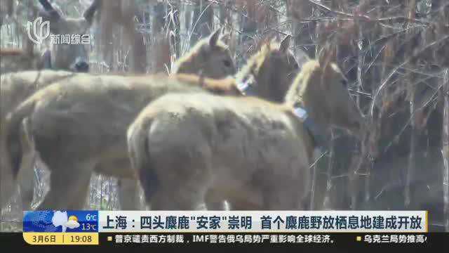 上海:四头麋鹿“安家”崇明 首个麋鹿野放栖息地建成开放