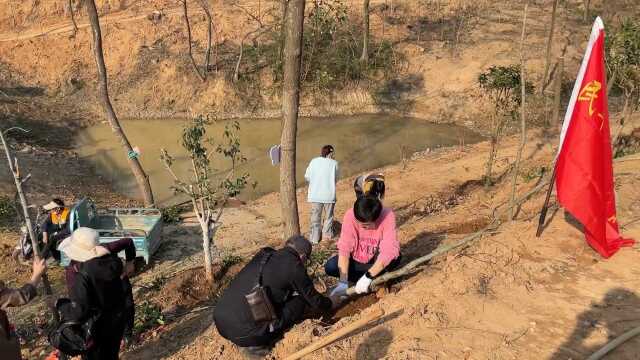 民革蔡甸区工委会组织党员到嵩阳林场义务植树基地植树.