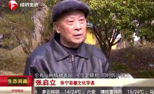 【视频】休宁:新安源古树林 美化家园上千年