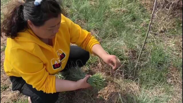 春季的野小蒜鲜嫩又大棵,成片生长采摘的太过瘾,你们吃过吗?