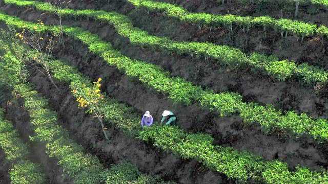 制度护绿 林茶共生 | 易武10万亩春茶开采!