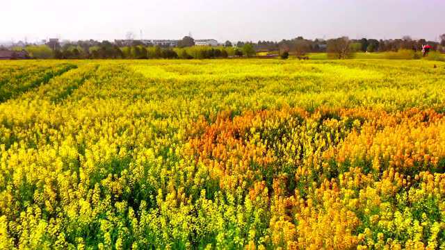 3月22日,沙洋邀您相约!