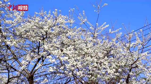 【乡村振兴】广西乐业春景:樱花如云似雪桃李盛放