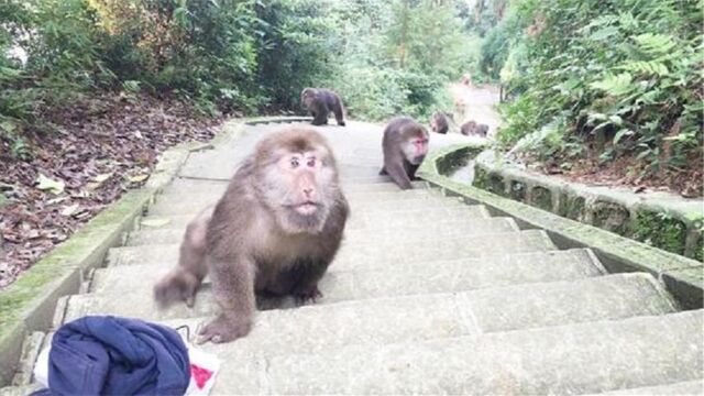 峨眉山猴子最怕的东西,我们生活中随处可见,很多游客都会拿