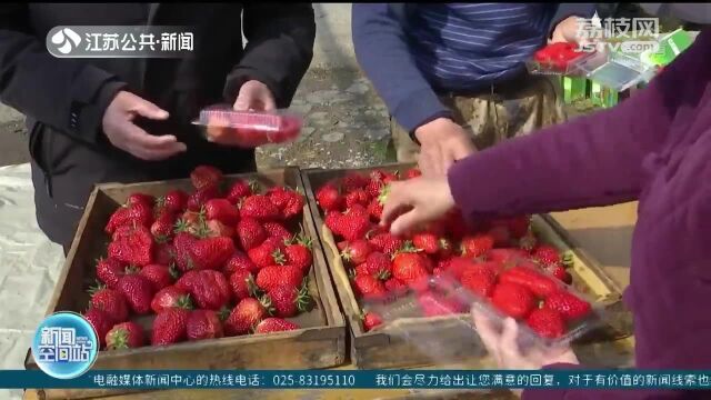 镇江句容:草莓遇上疫情滞销 爱心助农解燃“莓”之急