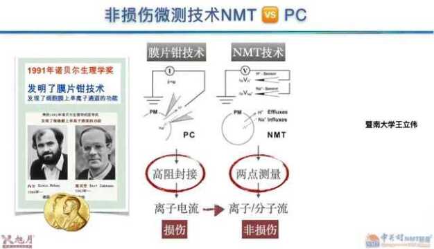 NMT与膜片钳技术携手同行、相互补充!【许越博主】