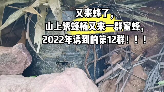 又来蜂了,山上诱蜂桶又来一群蜜蜂,2022年诱到的第12群!!!