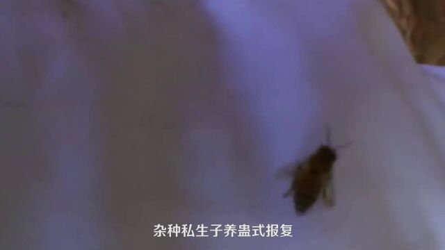 必须警惕的4种危险昆虫,杀人蜂仅排第三,它却在生活中随处可见