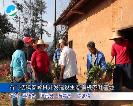 石门楼镇春岭村开发建设生态有机茶叶基地