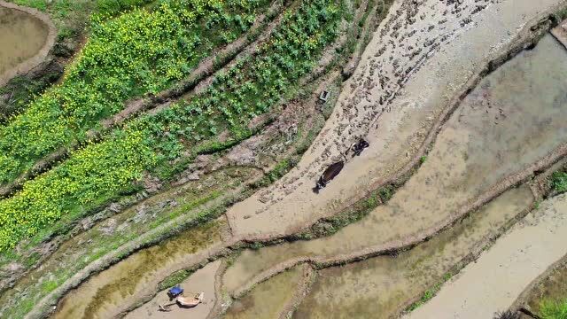 汉阴:凤堰古梯田春耕备耕场景再次登上央视