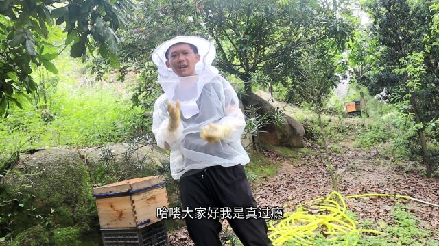 各大购物平台上的蜂王品种那么多,你知道这些品种是怎么来的吗