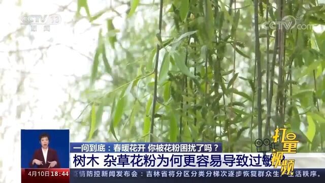 花粉过敏的“罪魁祸首”,到底是什么?看完涨知识