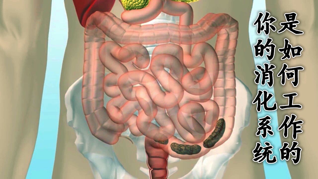 你的消化系统是如何工作的