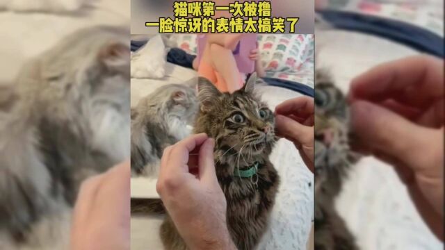 满级动物!猫咪第一次被撸,惊讶的表情绝了!