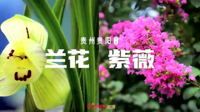 部分中国城市市花图鉴,看看有你的家乡吗?