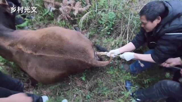 母牛难产胎死腹中兽医采取急救措施,五个人用力将小牛从腹中拉出