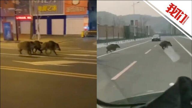 实拍吉林永吉三只野猪跑上街头还下河游泳 执行防疫任务民警将其驱离入山