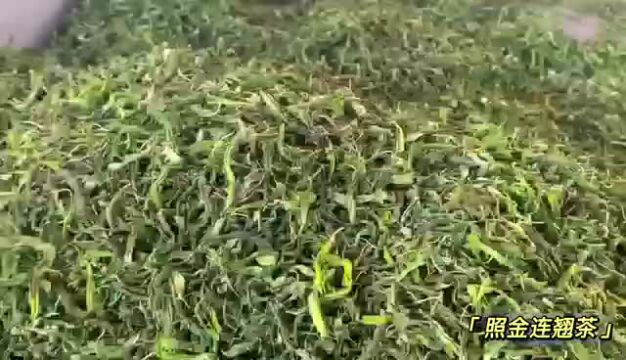 耀州区照金镇:连翘茶香飘振兴路